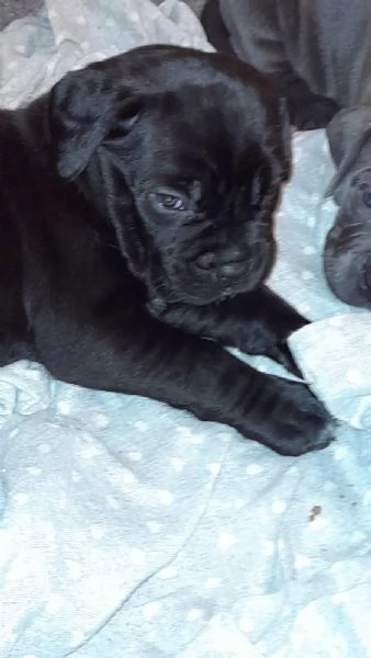 Cuccioli di cane corso  | Foto 3