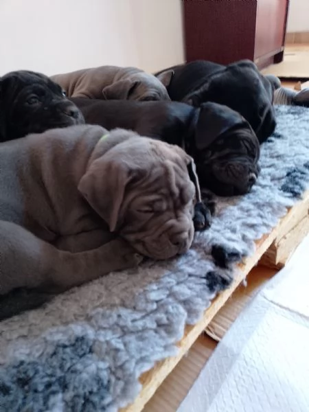 Cuccioli di cane corso  | Foto 2