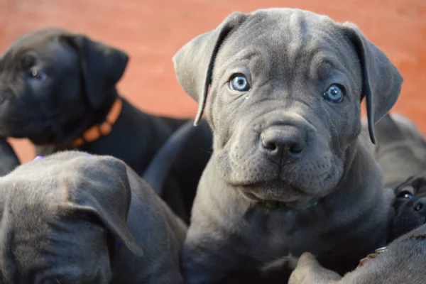 Cuccioli di cane corso  | Foto 1