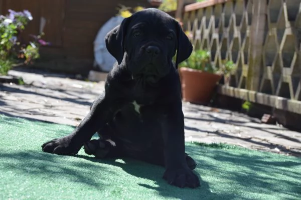 Cuccioli di cane corso  | Foto 0