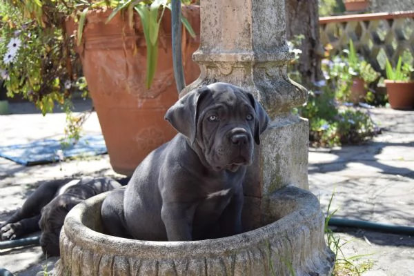 Cuccioli di cane corso 