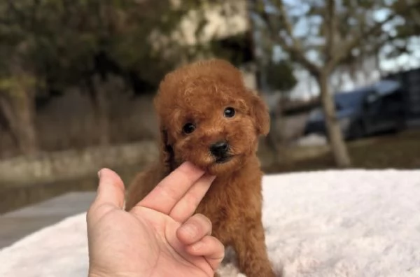Cuccioli Barboncino Toy Maschi e Femmine, Compagni Ideali per Ogni Famiglia