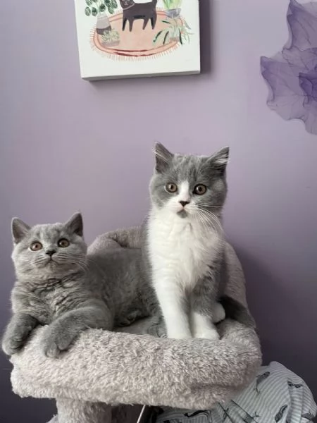 Due British shorthair