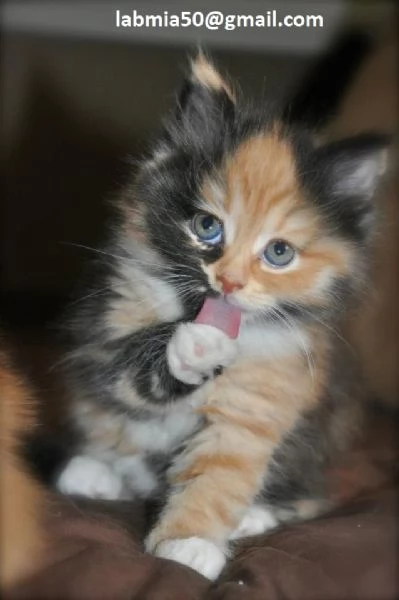  gattini siberiani in Adozione Cerchiamo famiglie amorevoli per questi splendidi gattini siberiani, 