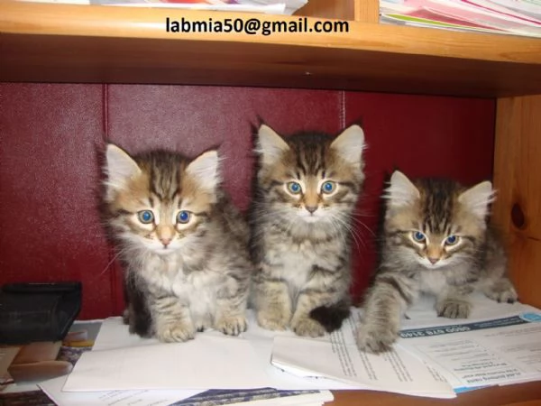 gattini siberiani in Adozione Cerchiamo famiglie amorevoli per questi splendidi gattini siberiani, d