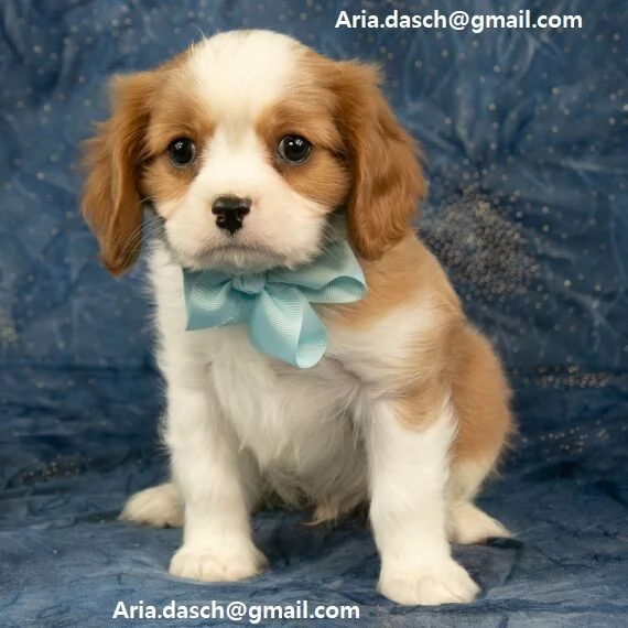 cavalier king cuccioli meravigliosi !  nati in casa da nostri esemplari ipertipici carattere ottimo 