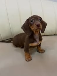 BASSOTTO NANO BASSOTTI NANI TEDESCHI CHOCO CUCCIOLI pagamento personalizzato | Foto 0