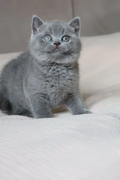 BELLISSIMI Gatti British shorthair | Foto 0
