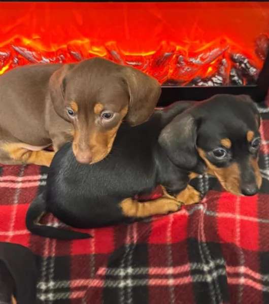  Cuccioli di Bassotto Nano | Foto 4