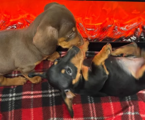  Cuccioli di Bassotto Nano | Foto 3