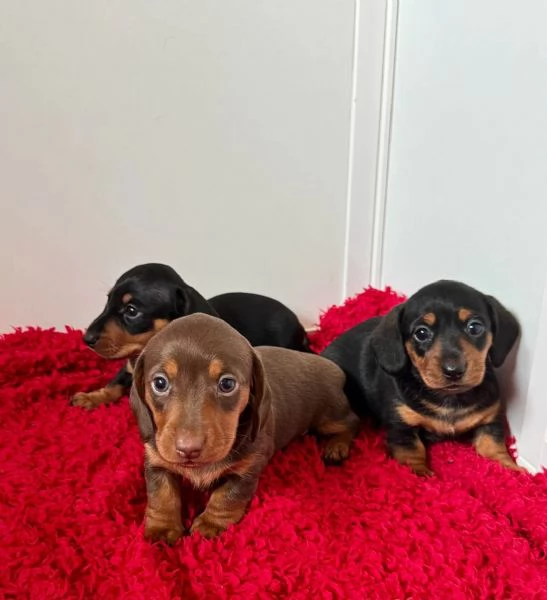  Cuccioli di Bassotto Nano