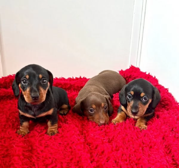  Cuccioli di Bassotto Nano | Foto 1