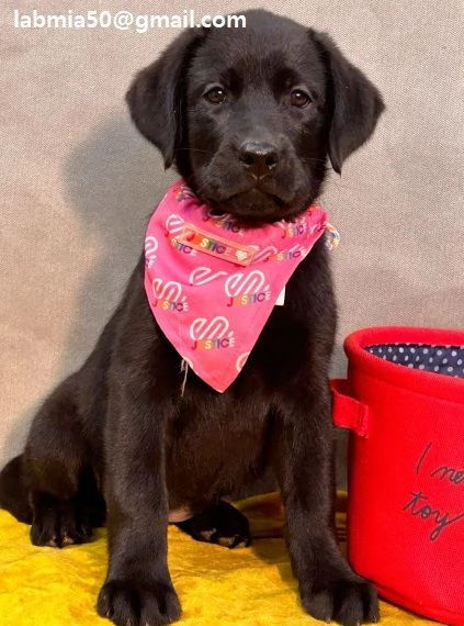  CUCCIOLI LABRADOR BELLISSIMI CUCCIOLI DI LABRADOR  DI PRIMA SCELTA IN PRONTA CONSEGNA MICROCIPPATO,