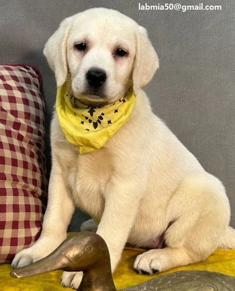 CUCCIOLI LABRADOR BELLISSIMI CUCCIOLI DI LABRADOR  DI PRIMA SCELTA IN PRONTA CONSEGNA MICROCIPPATO, 