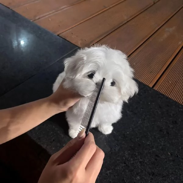 Cuccioli di Maltese selezionati con cura,  | Foto 0