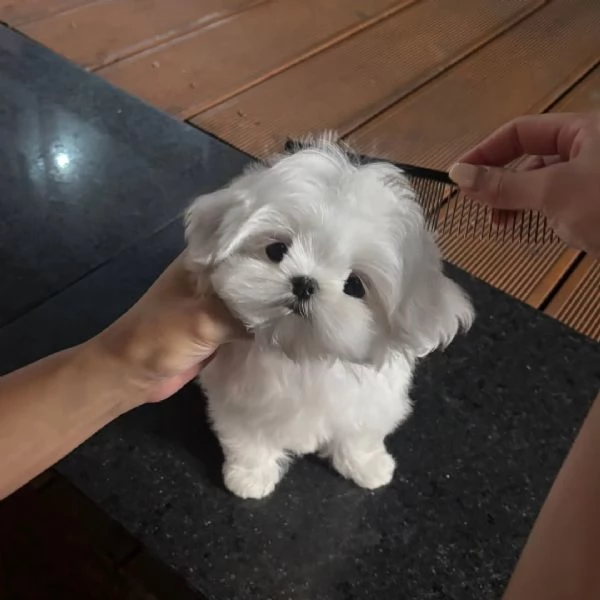 Splendidi cuccioli di maltese, Siamo orgogliosi di offrire 2 bellissimi | Foto 2