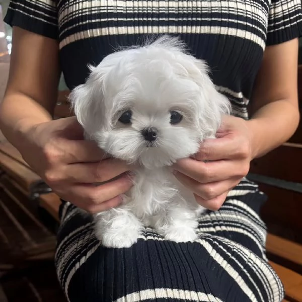 splendidi cuccioli di Maltese, 3 maschi e 1 femmina. | Foto 1
