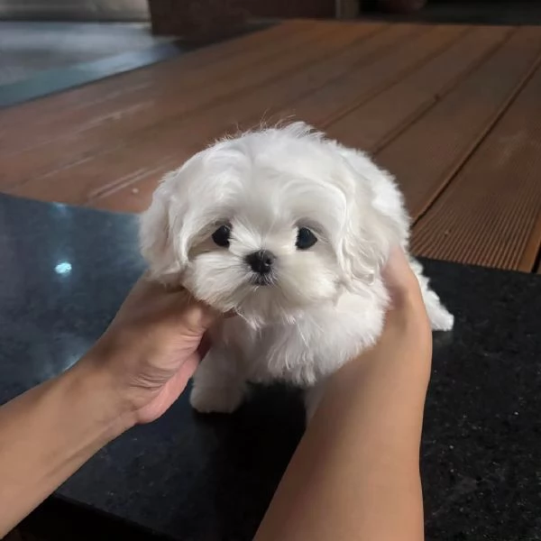 splendidi cuccioli di Maltese, 3 maschi e 1 femmina.
