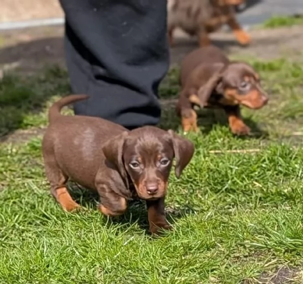 Cuccioli di bassotto nano registrati al Kennel Club | 1 maschio e 2 femmine | Cioccolato e marrone m | Foto 4