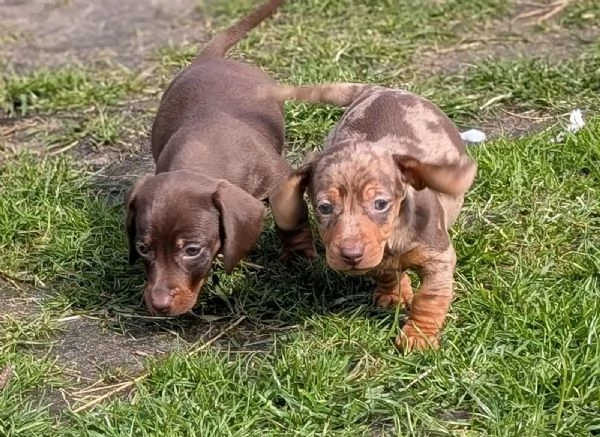 Cuccioli di bassotto nano registrati al Kennel Club | 1 maschio e 2 femmine | Cioccolato e marrone m | Foto 1