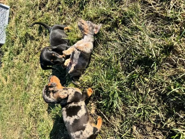 Cuccioli di bassotto nano registrati al Kennel Club | 1 maschio e 2 femmine | Cioccolato e marrone m