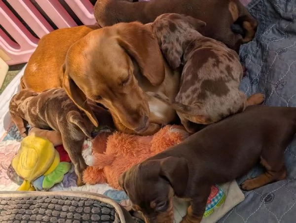 Cuccioli di bassotto nano registrati al Kennel Club | 1 maschio e 2 femmine | Cioccolato e marrone m | Foto 0