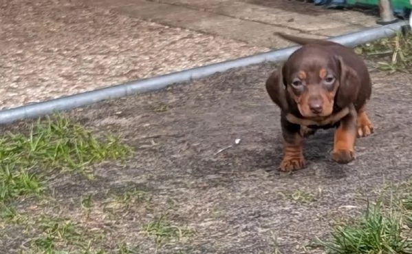 Bellissimi cuccioli di Bassotto Tedesco | Foto 2