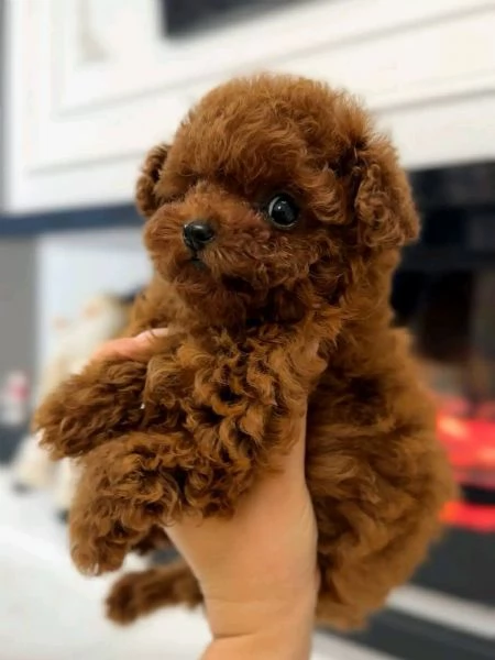 Cuccioli di Barboncino Toy Maschi e Femmine, Dolcezza e Intelligenza! | Foto 0