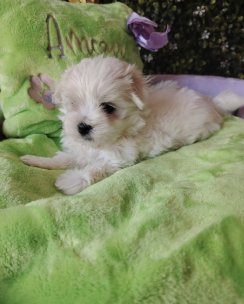  MALTESE | Foto 0
