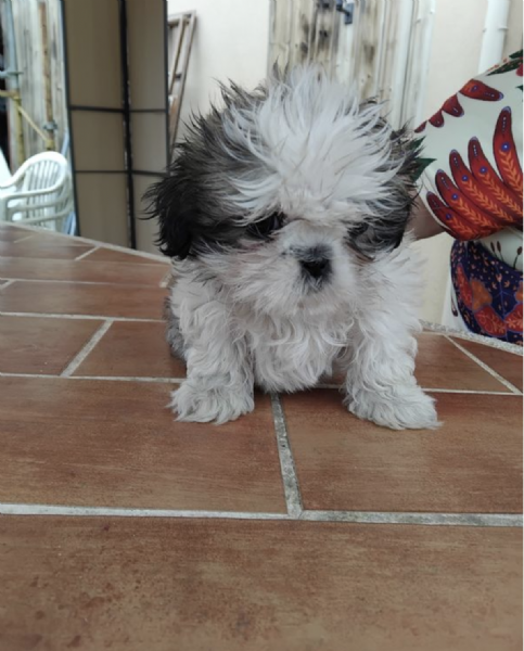    SHIH-TZU  TOY | Foto 0