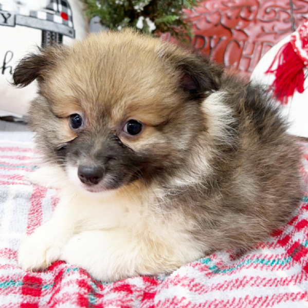    VOLPINO POMERANIA MINI TOY  | Foto 0