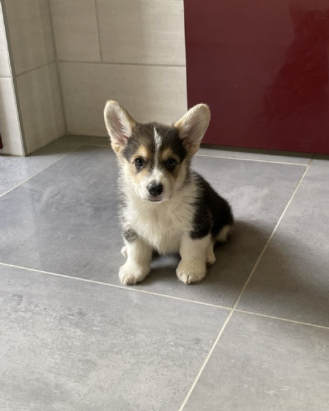    WELSH CORGI  | Foto 0