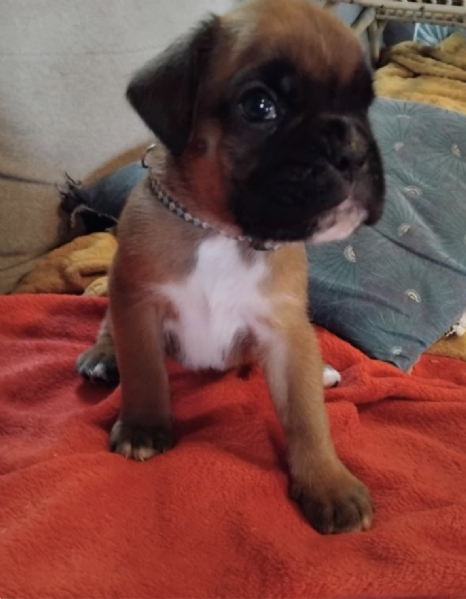   BOXER | Foto 0