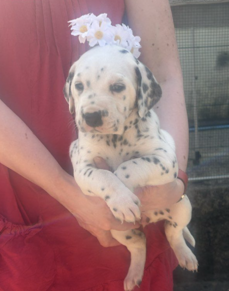   DALMATA | Foto 0