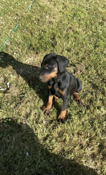  DOBERMANN  | Foto 0