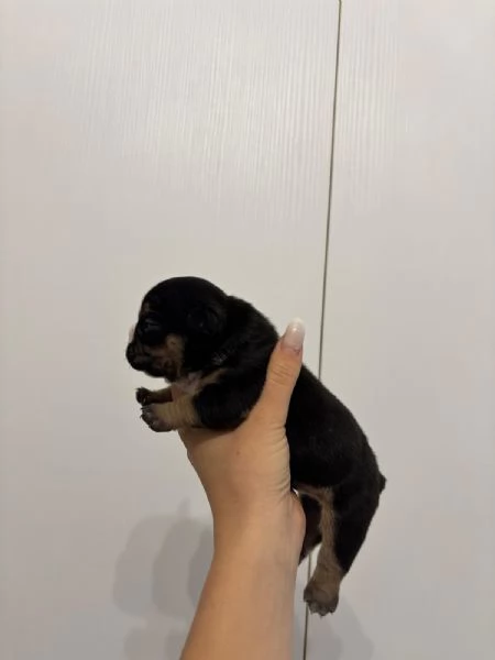 Cuccioli di American Bully da Linee di Campioni  | Foto 6