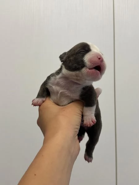 Cuccioli di American Bully da Linee di Campioni  | Foto 1