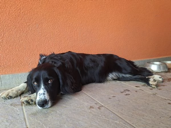 Super cucciolone! | Foto 1