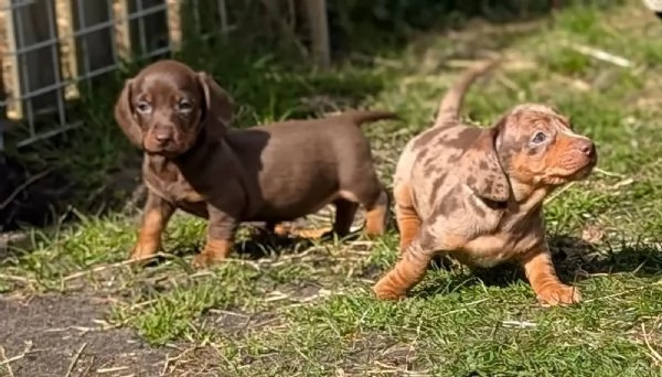 Bellissimi cuccioli di bassotto. i cuccioli 