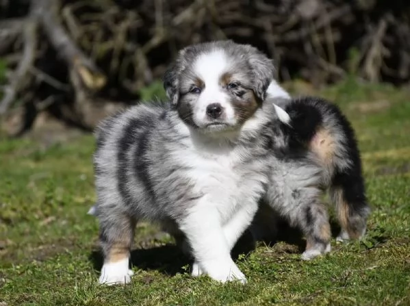 Splendidi cuccioli di Pastore Australiano | Foto 2