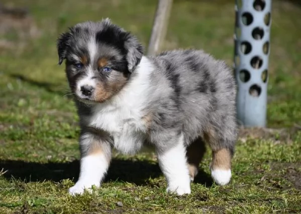 Splendidi cuccioli di Pastore Australiano | Foto 0