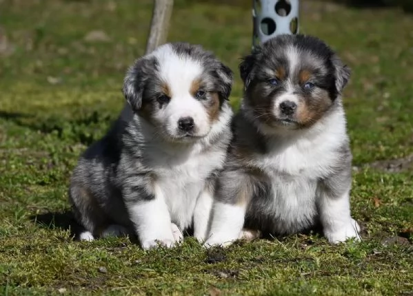 Splendidi cuccioli di Pastore Australiano