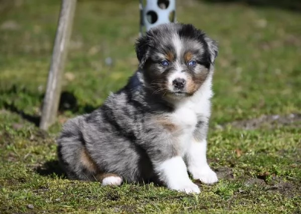 Bellissimi cuccioli di pastore australiano | Foto 1