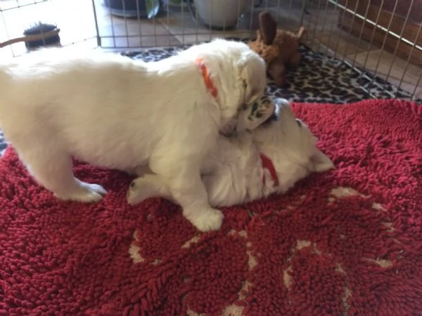 Cucciole golden retriever | Foto 0