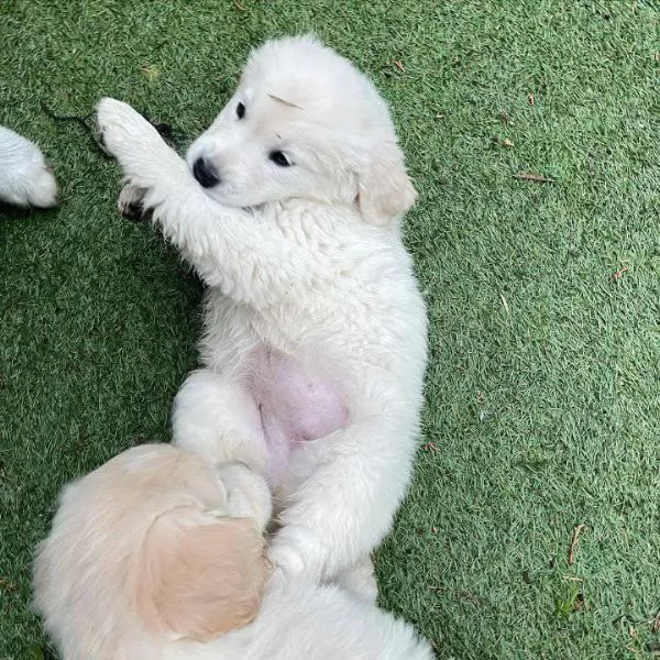 Cuccioli di Golden Retriever 