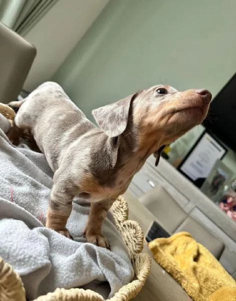 Bassotti nani - Bassotto nano tedesco cuccioli  | Foto 5