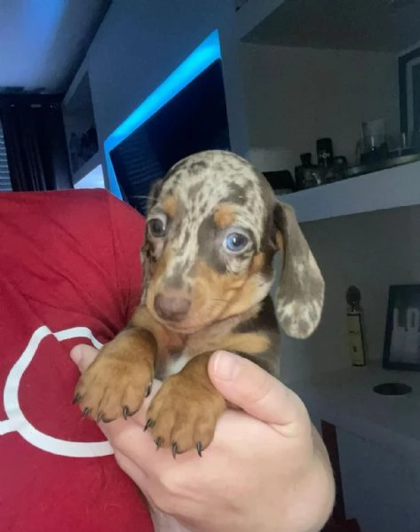 Bassotti nani - Bassotto nano tedesco cuccioli  | Foto 3