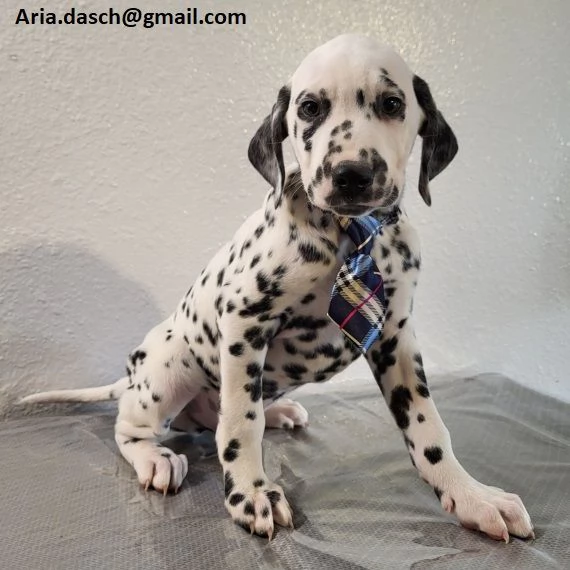 Regalo Bianchi cuccioli di dalmata Cuccioli di dalmata- molto belli! Maschi e femmine. I cuccioli so