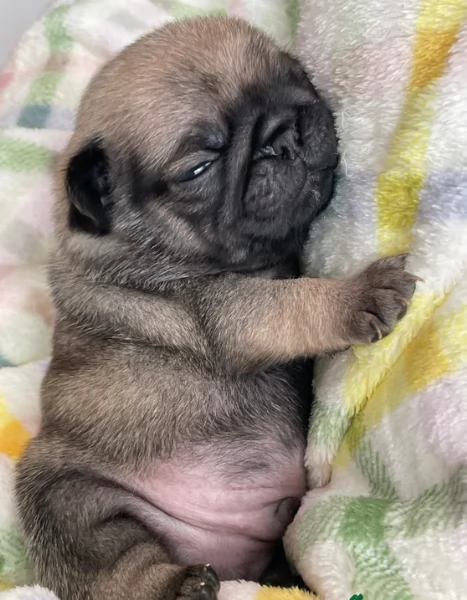 meravigliosi carlino di razza pura taglia picola per adozione | Foto 3