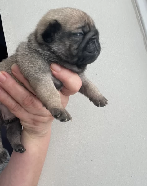 meravigliosi carlino di razza pura taglia picola per adozione | Foto 2